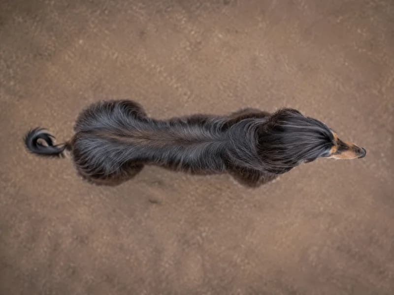 Afghan Hound — top