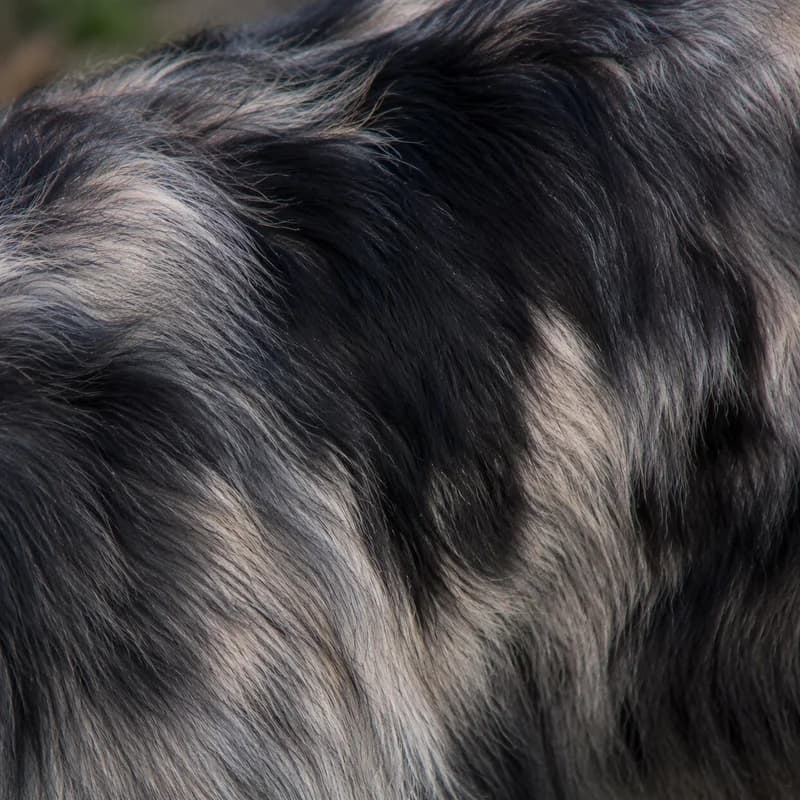 Aidi — coat texture