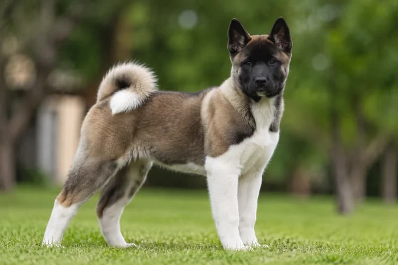 Akita — puppy (~4 mo)