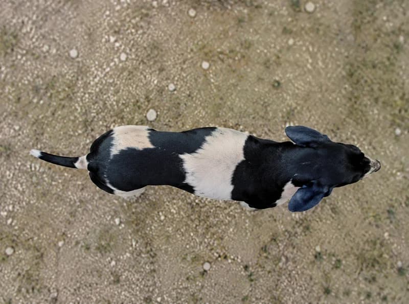 Artois Hound — top