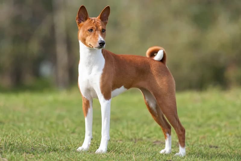 Basenji — adult