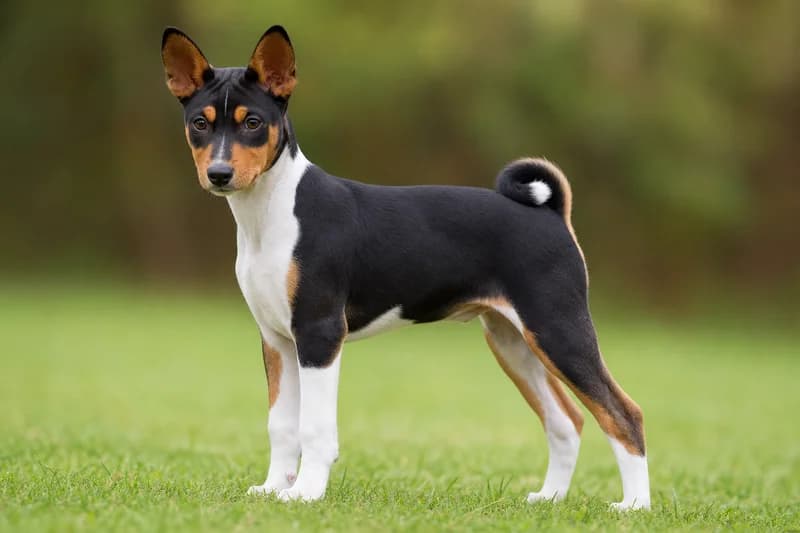 Basenji — puppy (~4 mo)