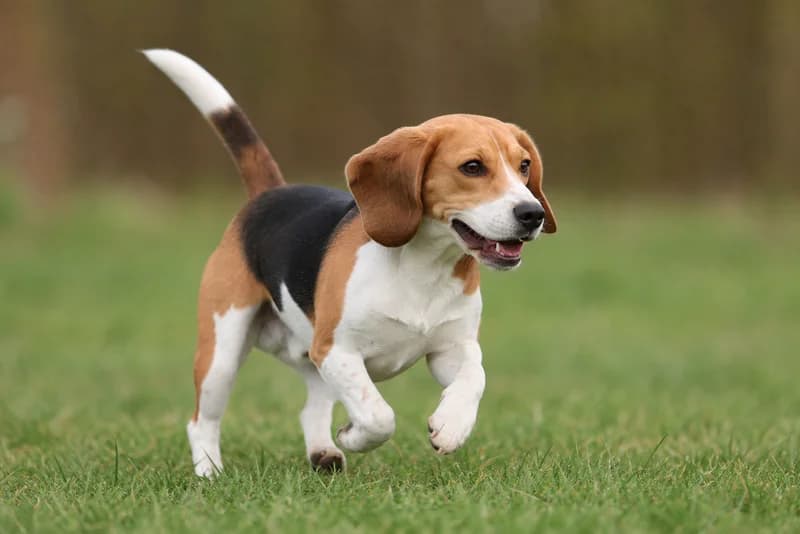 Beagle — running