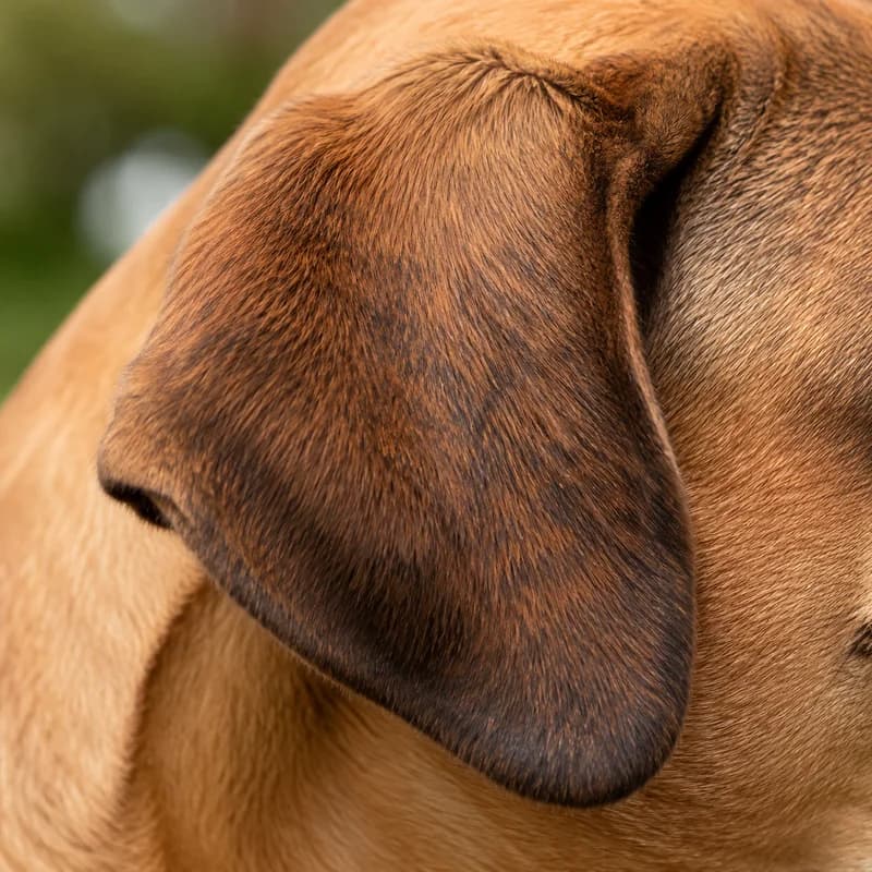 Boerboel — ears