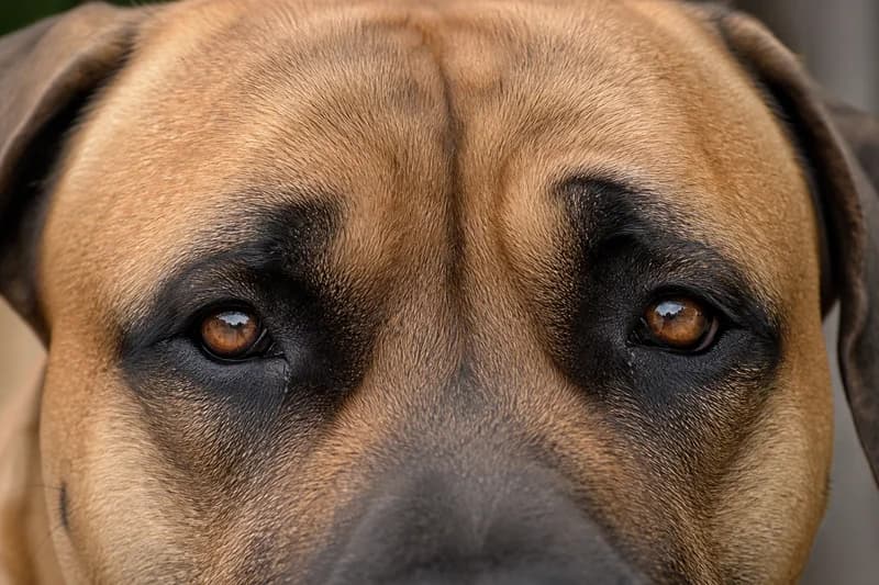 Boerboel — eyes