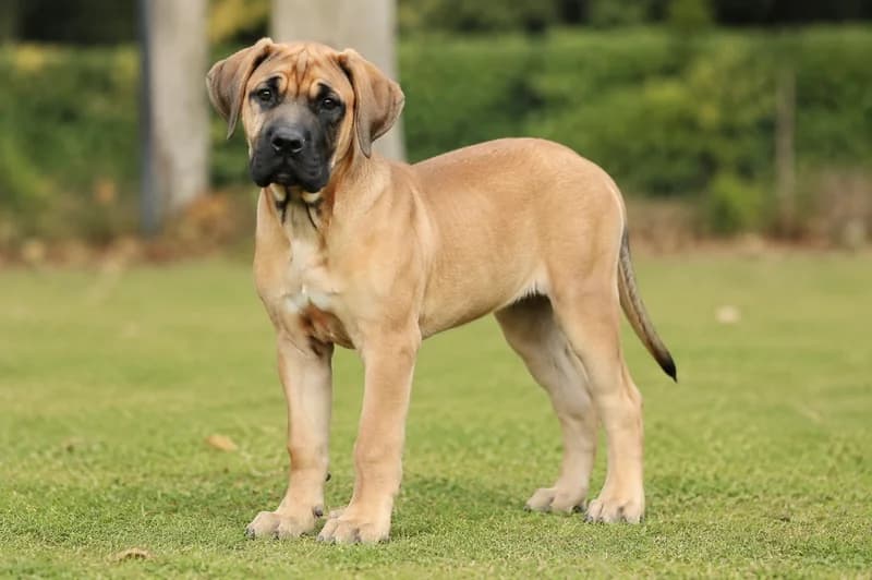 Boerboel — puppy (~4 mo)