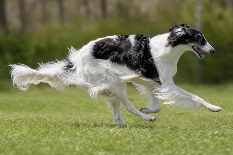 Borzoi — running