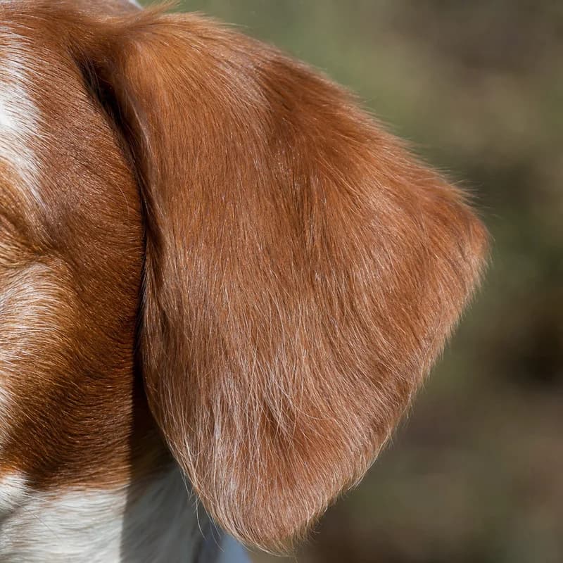 Bretagne — ears