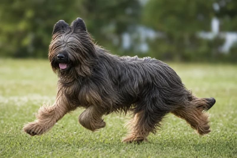 Briard — running