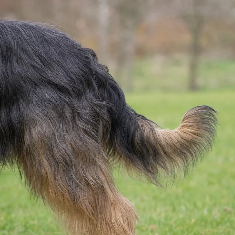Briard — tail