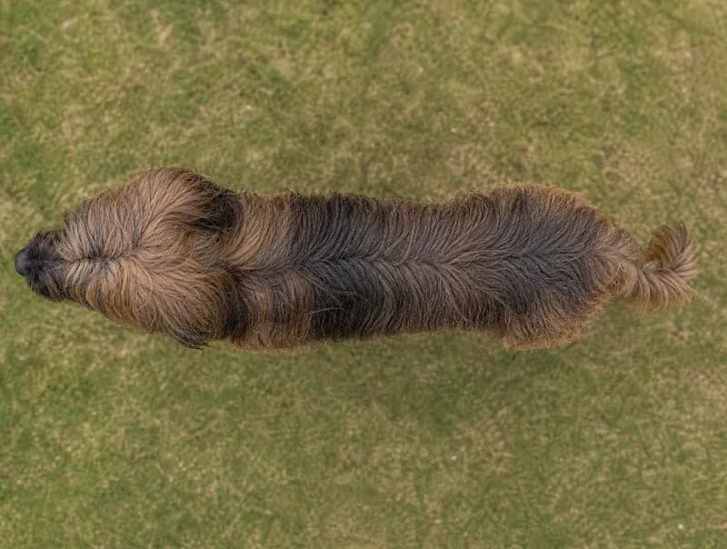 Briard — top