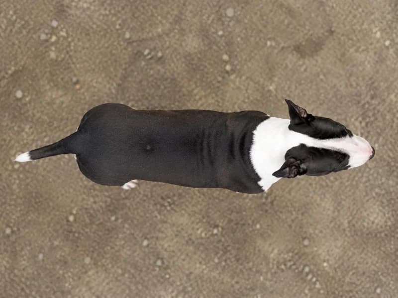 Bull Terrier — top