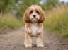 Cavapoo