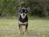 Chihuahua breed photo