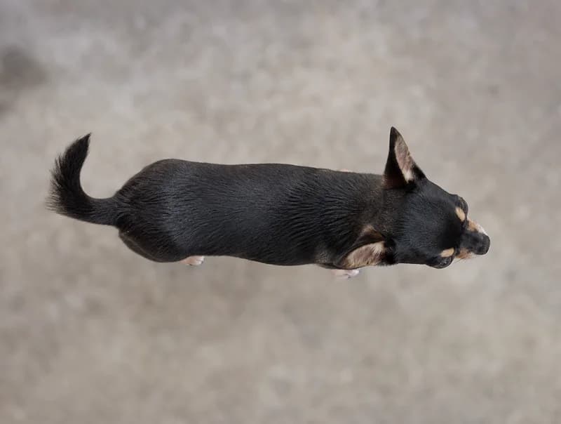 Chihuahua — top