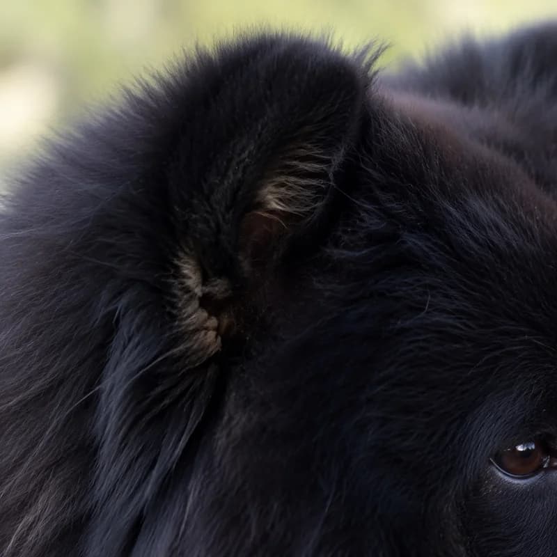 Chow Chow — ears