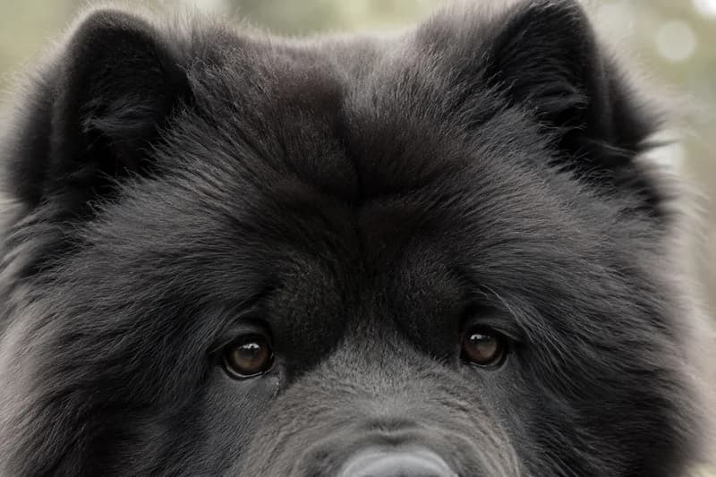 Chow Chow — eyes