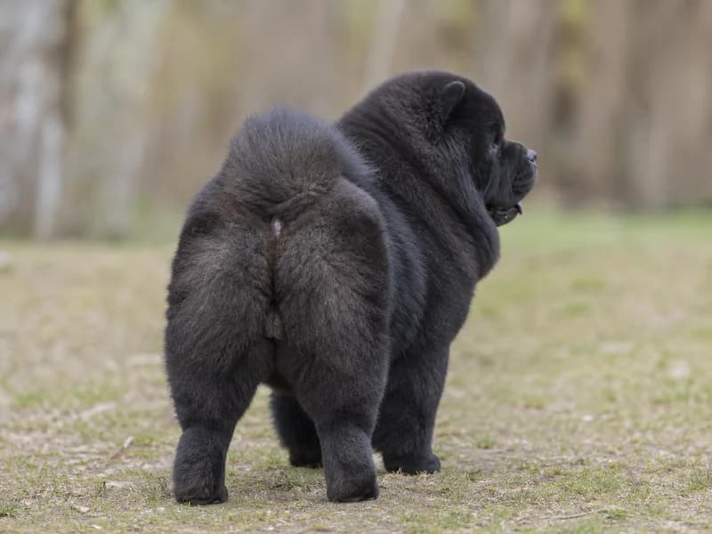 Chow Chow — rear