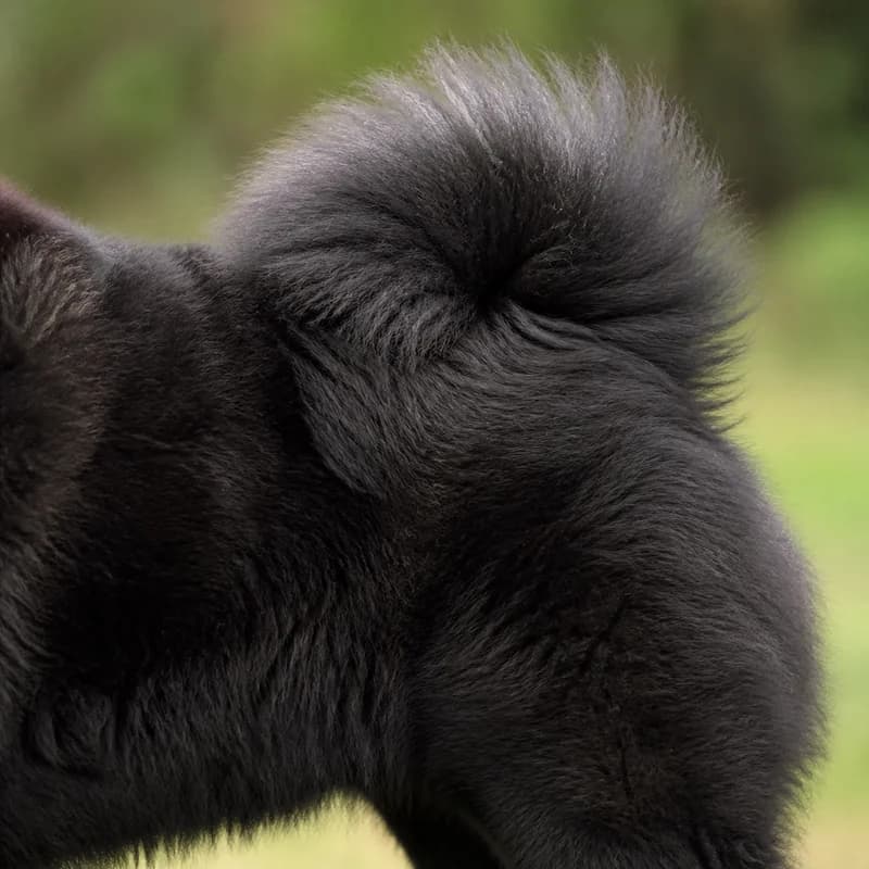Chow Chow — tail