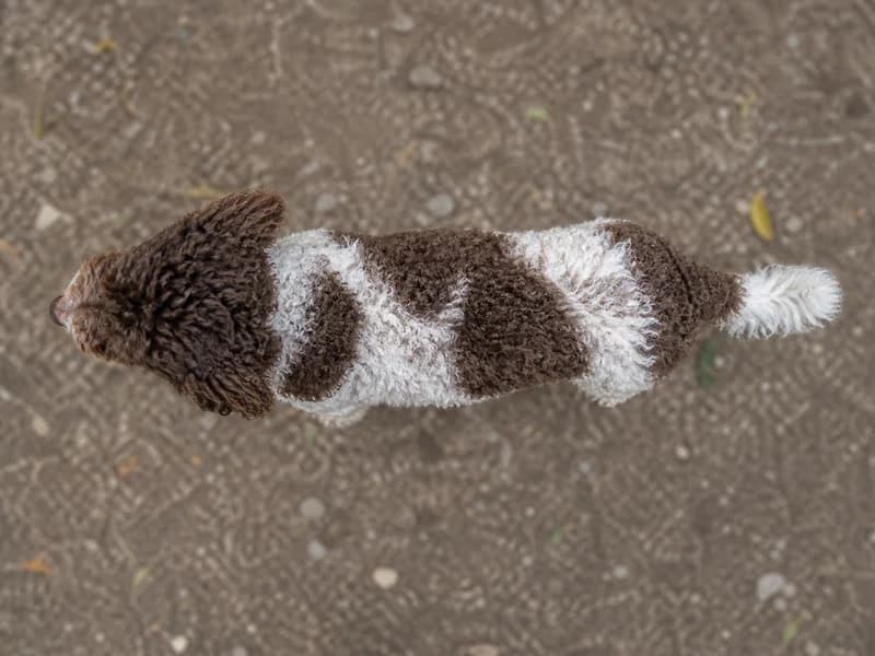 Cockerpoo — top