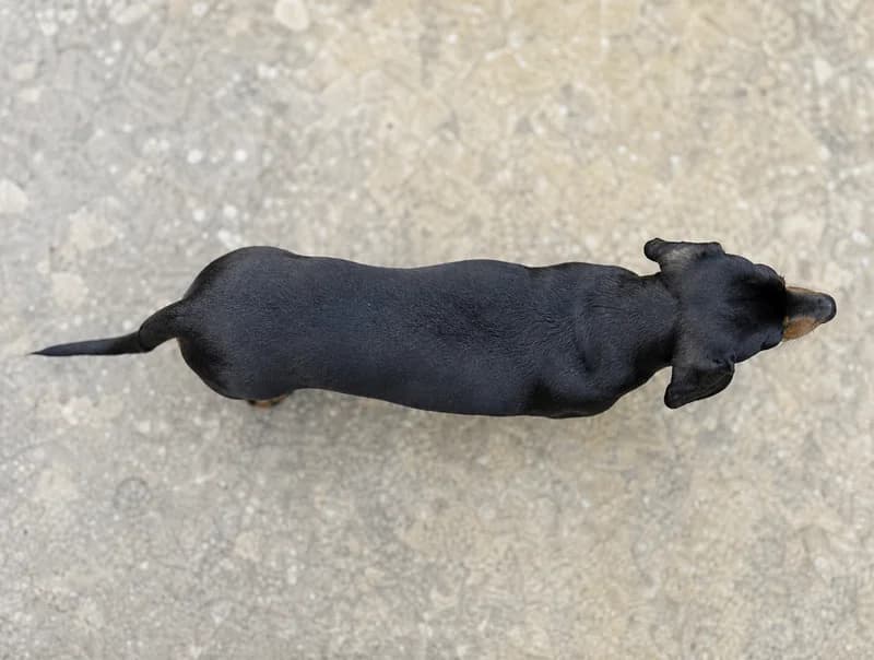 Dachshund — top