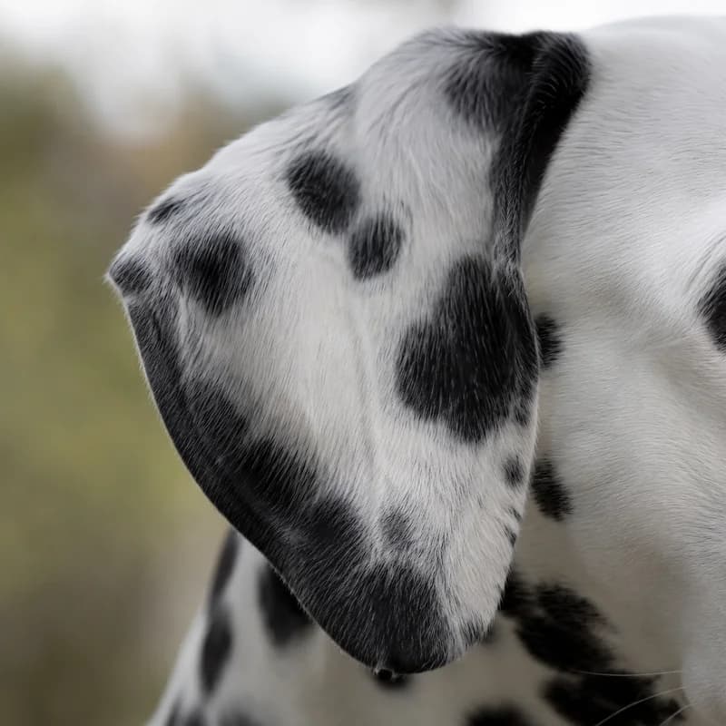 Dalmatian — ears