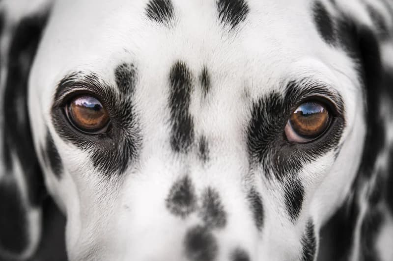 Dalmatian — eyes