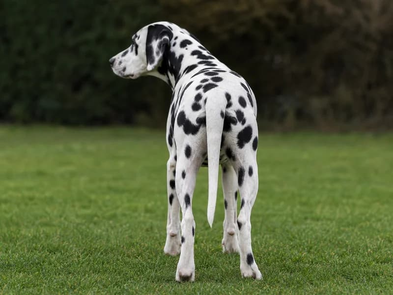 Dalmatian — rear