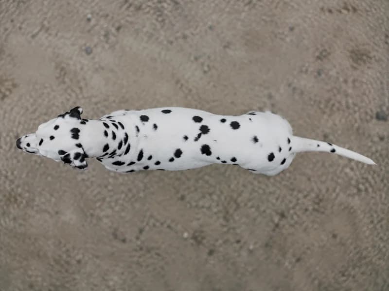 Dalmatian — top