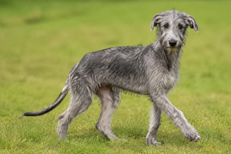 Deerhound — puppy (~4 mo)