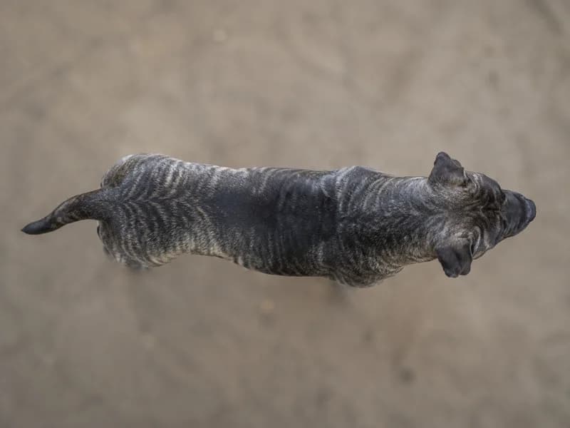 Dogo Canario — top