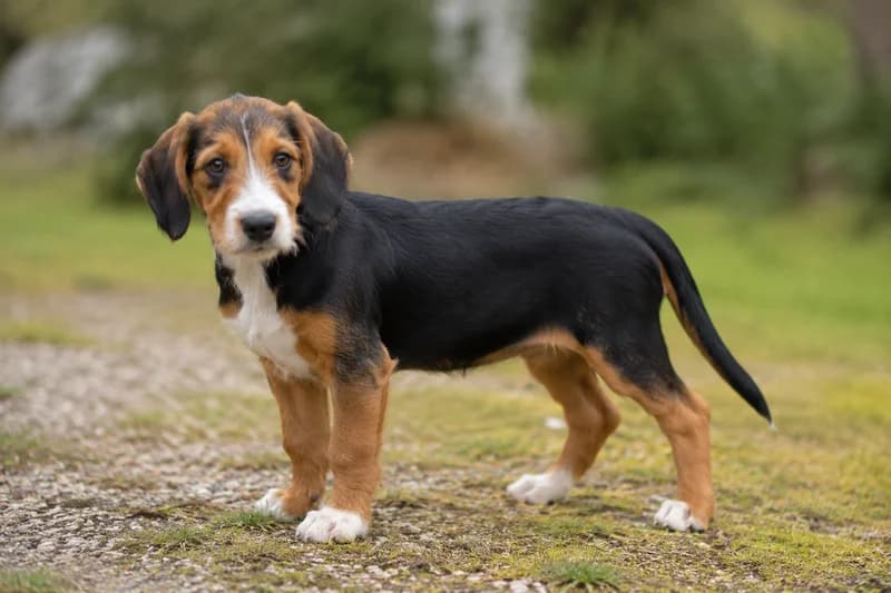 Drever — puppy (~4 mo)