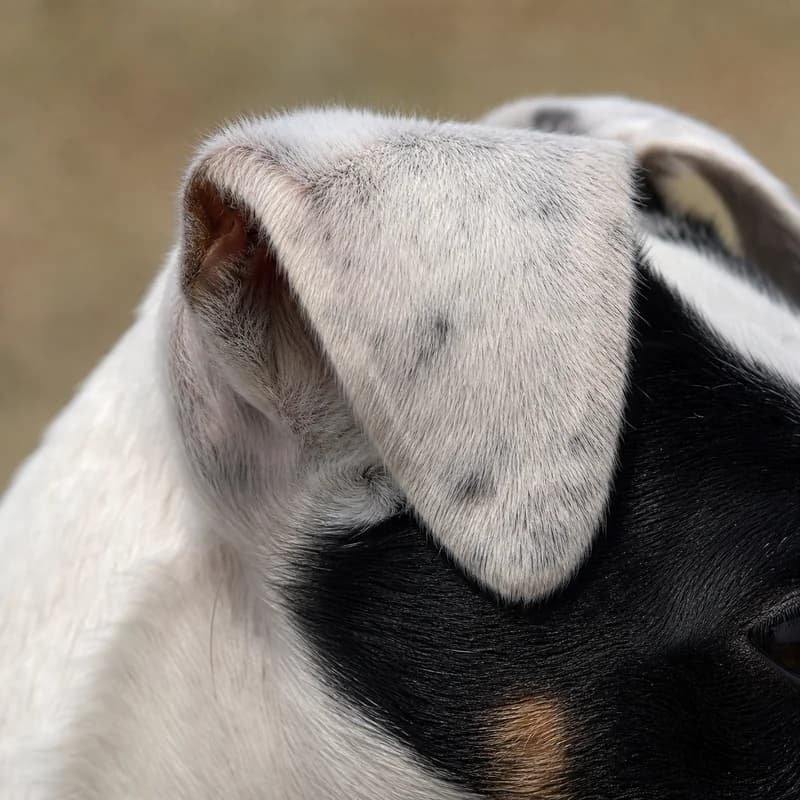 Fox Terrier — ears