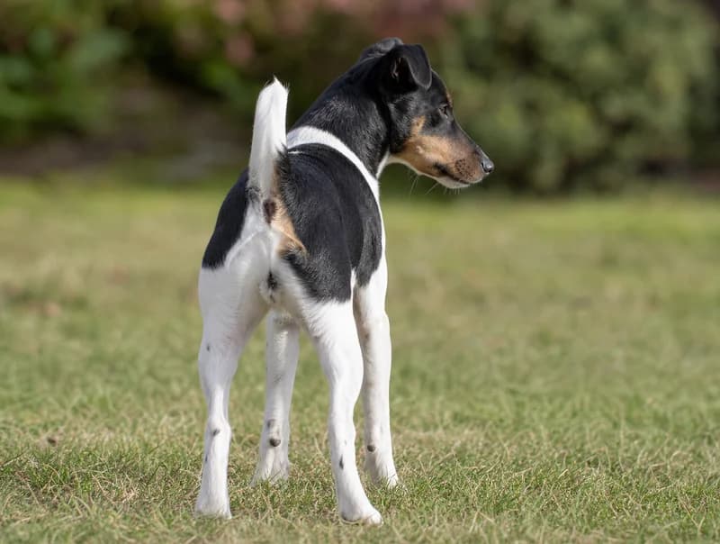 Fox Terrier — rear
