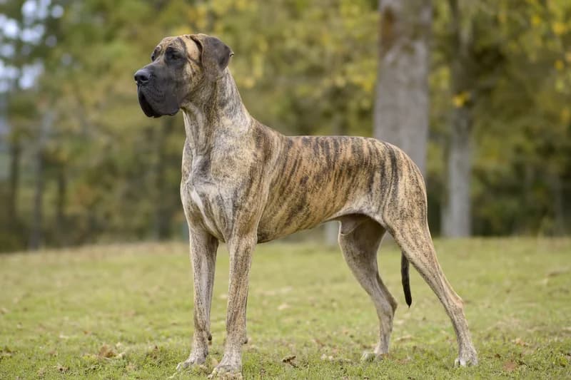 Great Dane — adult