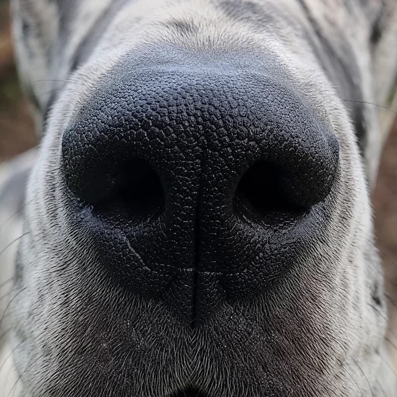 Great Dane — nose