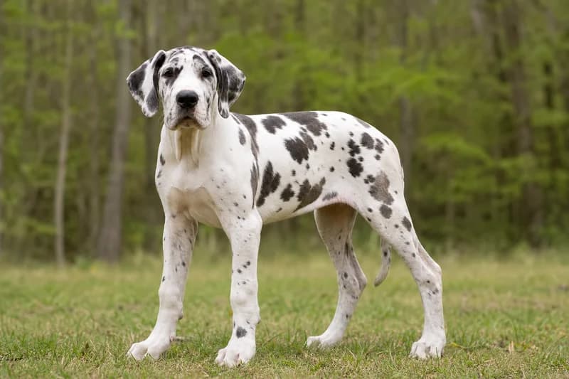 Great Dane — puppy (~4 mo)