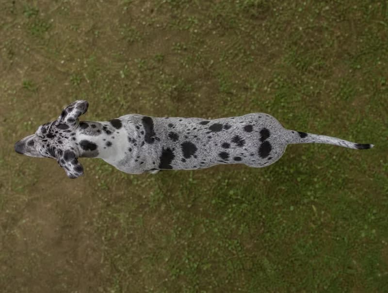 Great Dane — top