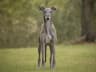 Greyhound