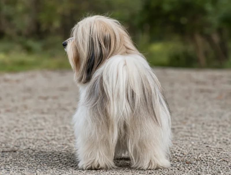 Havanese — rear
