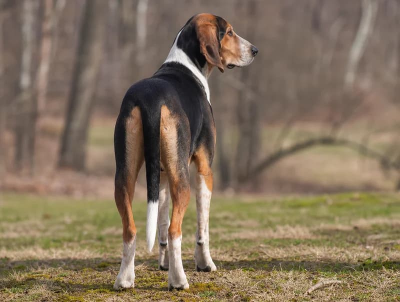 Hygen Hound — rear