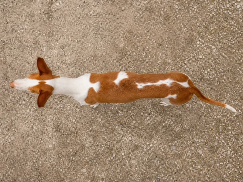 Ibizan Hound — top