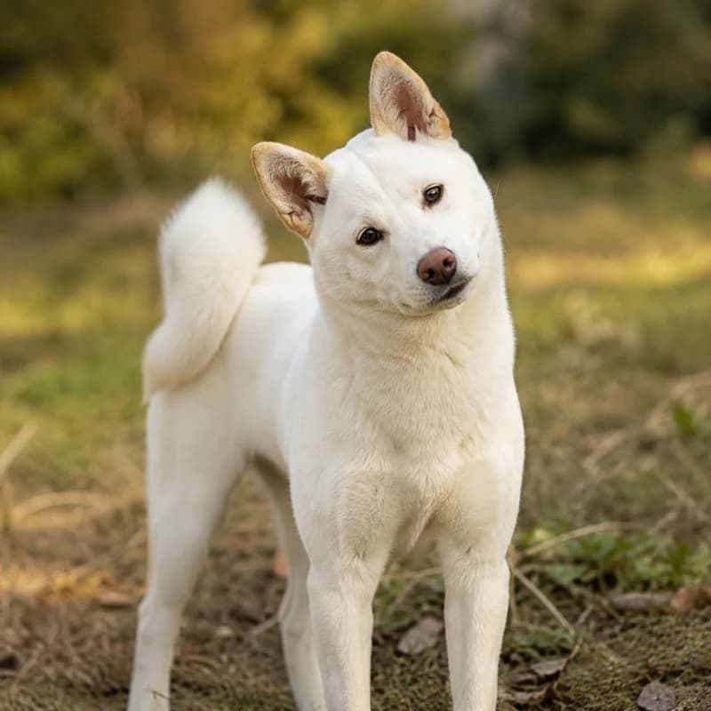 Kishu — alert