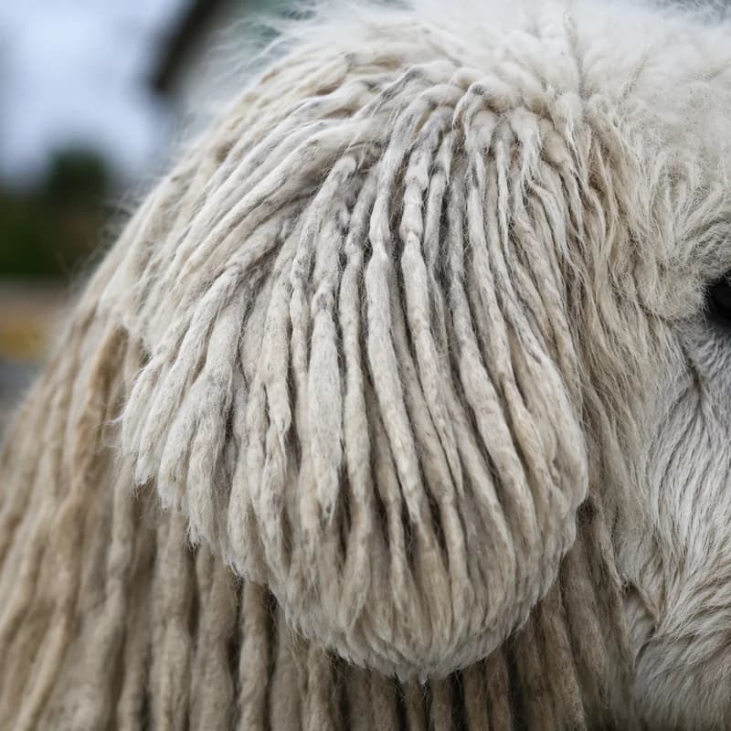 Komondor — ears