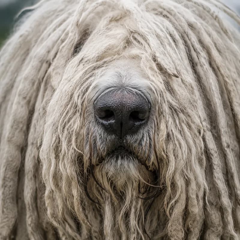 Komondor — nose