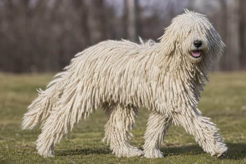 Komondor — puppy (~4 mo)