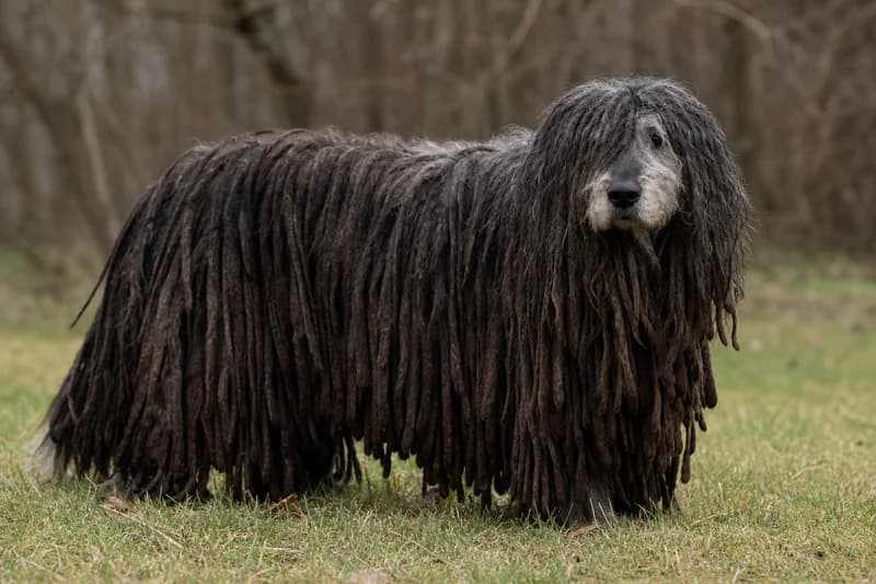 Komondor — senior