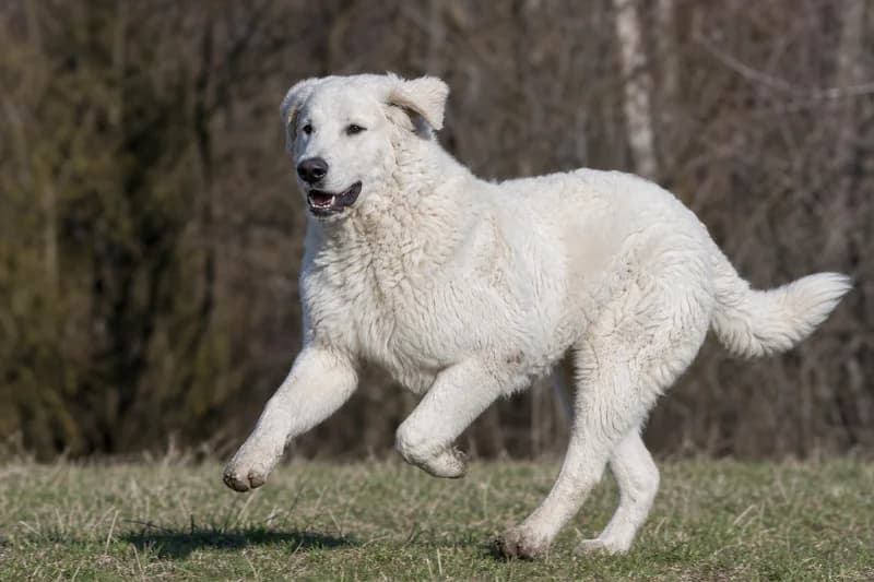 Kuvasz — running