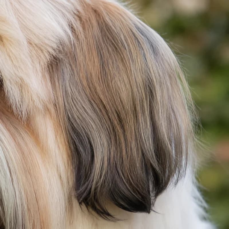 Lhasa Apso — ears