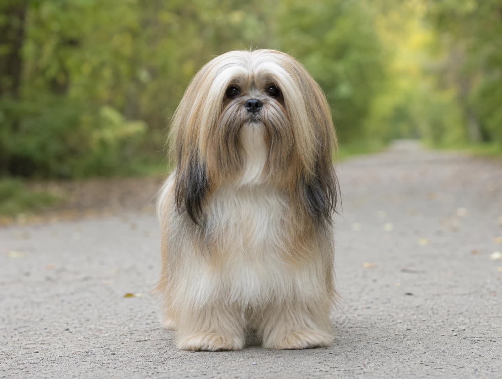 Lhasa Apso — front